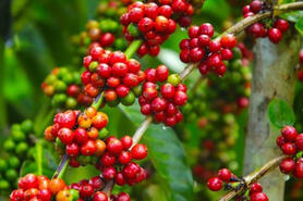 Áp lực từ nhiều phía đẩy giá cà phê giảm đến 2.500 đồng/kg