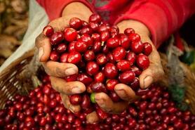 Giá cà phê Robusta lao dốc 10,5%, Arabica mất hơn 3% trong tuần