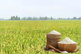 Giá lúa gạo hôm nay ngày 11/9: Thị trường lặng sóng