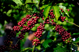 Giá cà phê chạm đỉnh, vẫn thấp thỏm sinh tồn
