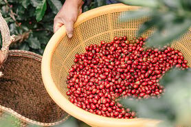 Áp lực nguồn cung dồi dào, giá cà phê giảm 600 đồng/kg