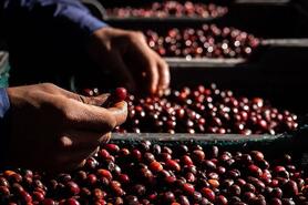 Giá cà phê giảm 5.800 đồng/kg trước làn sóng bán tháo lan rộng