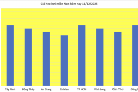 Giá heo hơi hôm nay 11/12/2025: Tăng trở lại