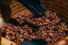 Từ nông trại đến người tiêu dùng: Hành trình của thương hiệu cà phê Việt 