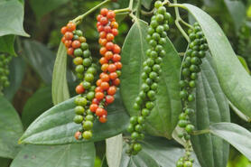 Xuất xứ hàng hóa và con đường nâng giá trị hồ tiêu, gia vị Việt Nam