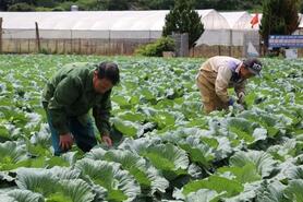 Đồng bằng sông Hồng đẩy mạnh kết nối nông sản, sẵn sàng phục vụ thị trường Tết