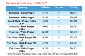 Giá tiêu hôm nay 12/1/2026: Neo cao quanh mốc 150.000 -152.500 đồng/kg