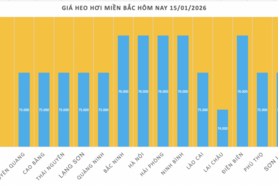 Giá heo hơi hôm nay 15/1/2026: Tăng đồng loạt tại miền Trung, miền Nam