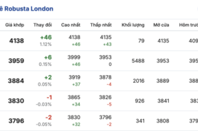Giá cà phê hôm nay 15/1/2026: Tăng nhẹ