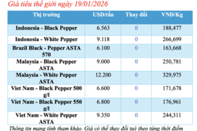 Giá tiêu hôm nay 19/1/2026: Tiếp tục đi ngang