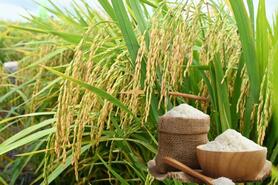 Giá lúa gạo hôm nay ngày 23/1: Gạo thơm dẻo neo cao, lúa chững giá