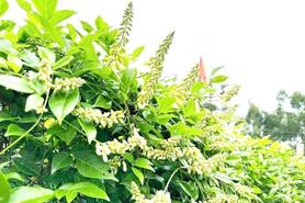 Xây dựng niềm tin 3 nhà nhìn từ cây sâm Nam Núi Dành