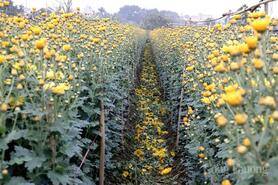 Không khí khẩn trương tại làng hoa Tây Tựu ngày giáp Tết