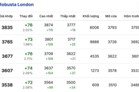 Giá cà phê hôm nay 13/2/2026: Tăng nhẹ