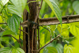 Làng trầu ‘tiến vua’ trăm năm tuổi ở Hà Tĩnh vào vụ Tết