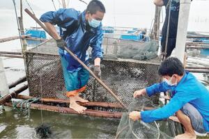 Khi thanh niên làm chủ mô hình phát triển kinh tế