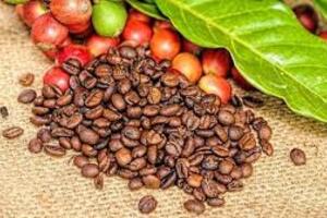 Ba năm hỗn loạn giá cà phê