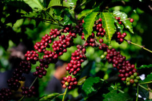 Giá cà phê chạm đỉnh, vẫn thấp thỏm sinh tồn