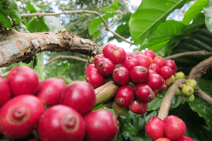 Giá cà phê Arabica tăng hơn 4%, vượt mốc 8.900 USD/tấn
