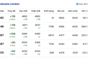 Giá cà phê hôm nay 10/11/2025: Trong nước neo cao