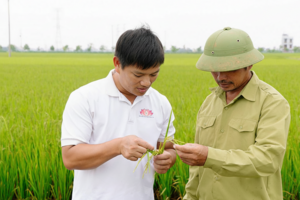 Kỹ sư thức giấc hạt giống và hành trình làm nông nghiệp xanh từ vùng chiêm trũng