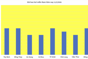 Giá heo hơi hôm nay 11/2/2026: Giảm đồng loạt trên cả nước