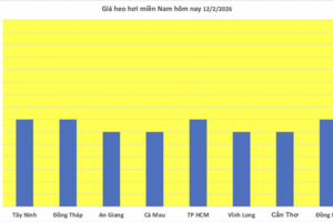 Giá heo hơi hôm nay 12/2/2026: Tiếp đà giảm đồng loạt trên toàn quốc