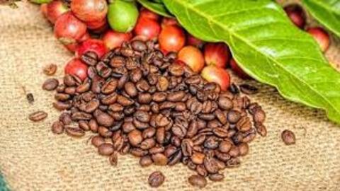 Ba năm hỗn loạn giá cà phê