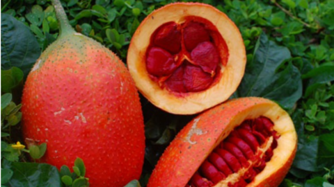 Chiết xuất dầu gấc trực tiếp từ màng gấc tươi