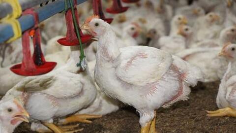 Tây Ninh tiêu thụ hơn 500.000 con gà bị tồn