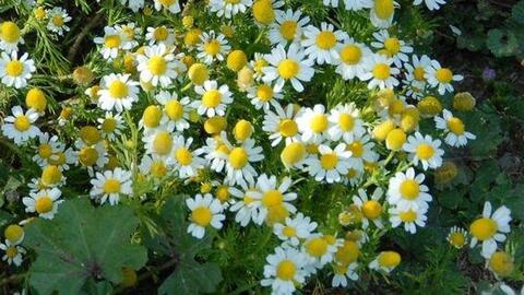 Công nghệ sản xuất phụ gia thực phẩm từ hoa Cúc ứng dụng trong bảo quản thực phẩm