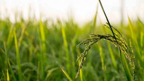 Gạo Jasmine tốt cho sức khỏe ra sao, nên dùng loại nào?