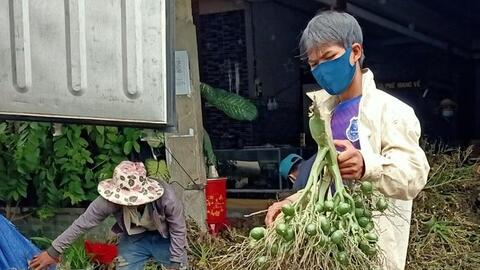 Giá cau cao kỷ lục