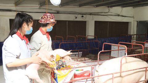 Ngành chăn nuôi Hà Nội: Bảo đảm nguồn cung cho thị trường