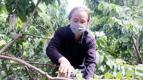 Sơn La ứng dụng công nghệ sinh học trong sản xuất nông nghiệp