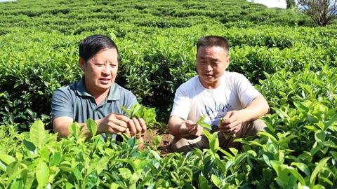Tỉnh Sơn La ứng dụng công nghệ sinh học trong sản xuất nông nghiệp