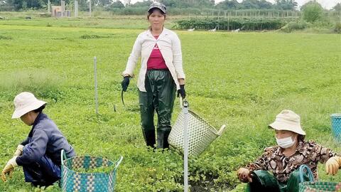 Rau má Quảng Thọ: Ưu thế từ chất lượng