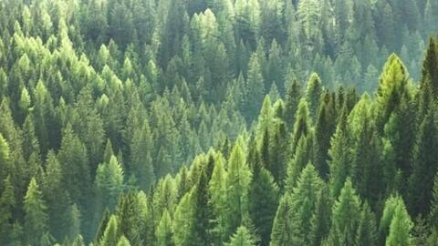 SCP tiềm năng từ gỗ có thể thúc đẩy ngành nuôi trồng thủy sản