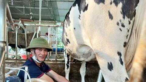 Hiệu quả từ liên kết nuôi bò sữa ở thị xã Thái Hòa