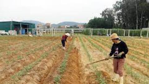 Nghệ An: Nhân rộng diện tích khoai tây trên vùng đất cát