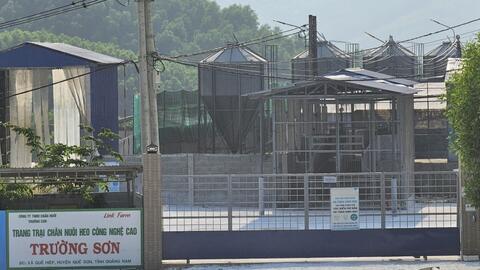 Quảng Nam: Trại lợn trái phép của Công ty Trường Sơn bị kiểm tra