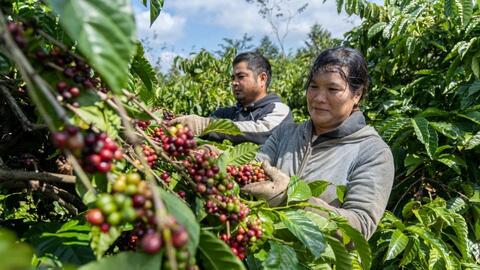 Giá tiêu hôm nay 30/6/2025: trong nước neo ngưỡng khá cao