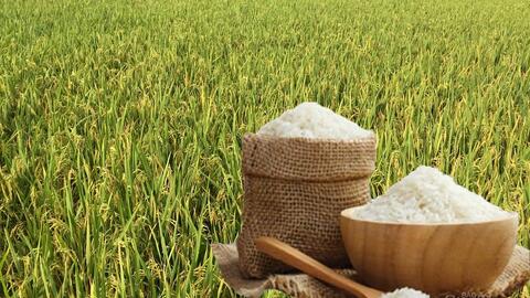 Giá lúa gạo hôm nay ngày 30/6: Gạo bình ổn, lúa tương chững giá