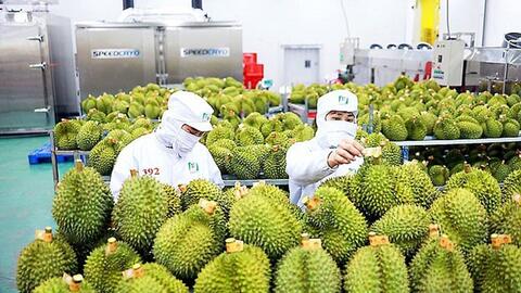 Xuất khẩu rau quả 2025, dự kiến khó về đích