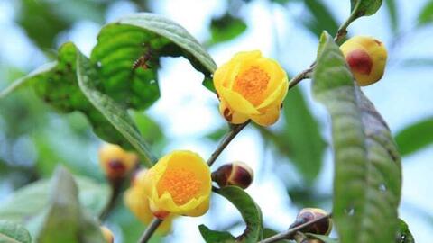 Ba Chẽ: Liên kết tiêu thụ dược liệu, giúp đồng bào thoát nghèo