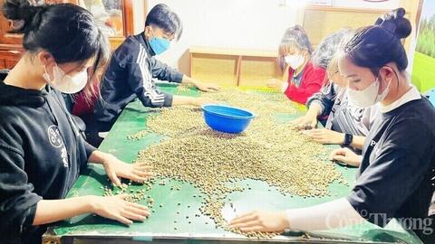 Giá cà phê hôm nay 15/9/2025: Tăng mạnh so với tuần trước