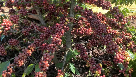 Giá cà phê thế giới giảm mạnh khi nguồn cung đầu vụ gia tăng