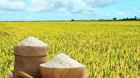 Giá lúa gạo hôm nay ngày 4/2/2026: Gạo xuất khẩu tăng, lúa biến động