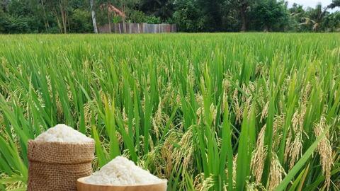 Giá lúa gạo hôm nay ngày 9/2/2026: Lúa thơm neo cao