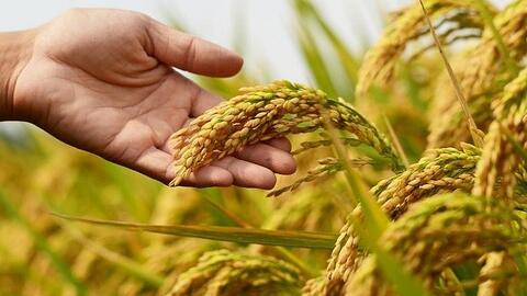 Giá lúa gạo hôm nay ngày 26/2/2026: Gạo xuất khẩu giảm nhẹ